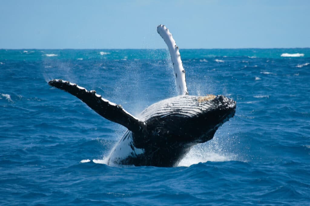 Whale accoustic