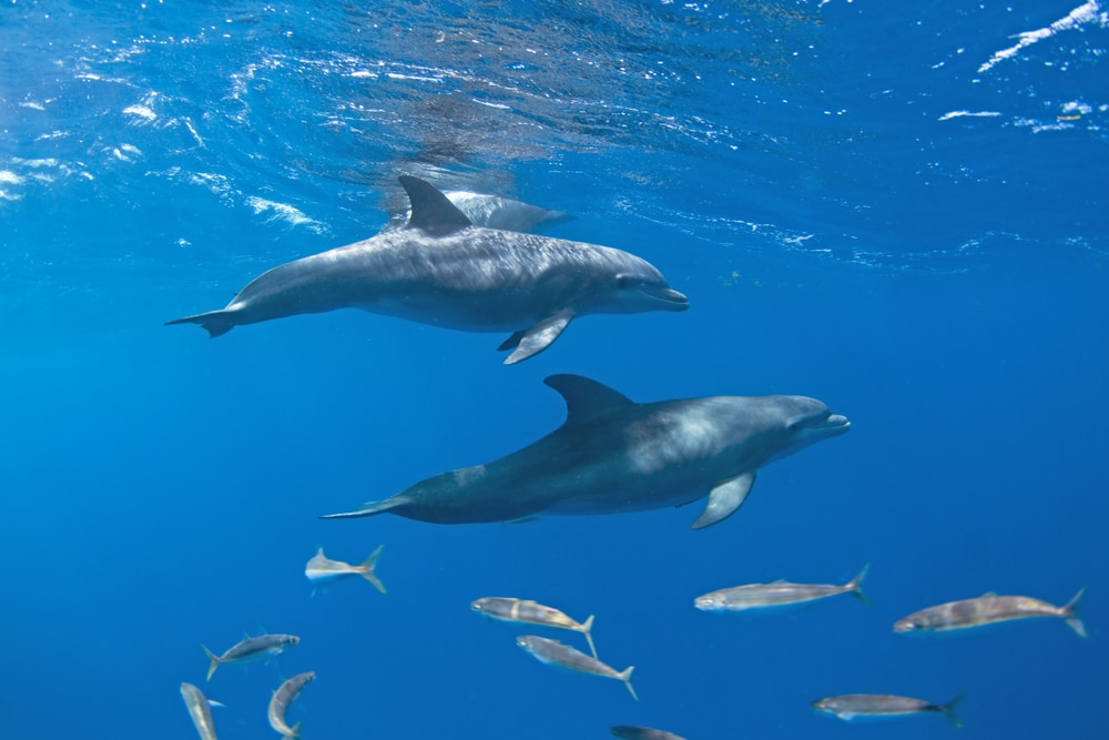 Atlantic bottlenose dolphins swimming with fish