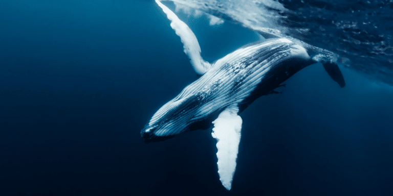 humpback whale below the water surface